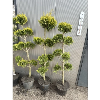 BONSAI Cyprysik Lawsona Ivonne wiele kul - sadzonki 150 / 180 cm